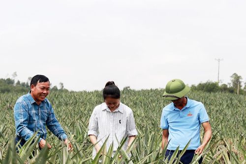 Dứa mở lối trên vùng đất khó Hà Tĩnh