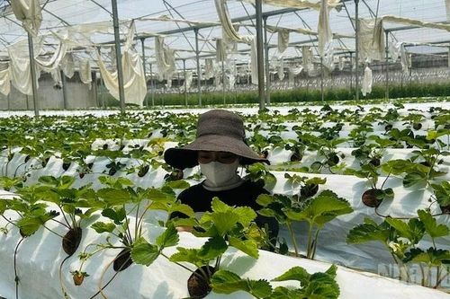 Quảng Ngãi: Cần chính sách hỗ trợ hộ dân làm nông nghiệp công nghệ cao