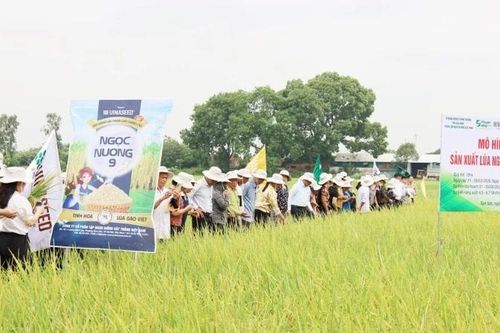 Bắc Ninh: Đề xuất đưa giống lúa Ngọc Nương 9 vào cơ cấu hỗ trợ giống