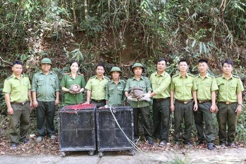 Thả 5 cá thể động vật hoang dã về môi trường tự nhiên ở Đắk Lắk