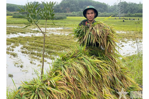 Bộ đội, dân quân giúp dân cứu lúa