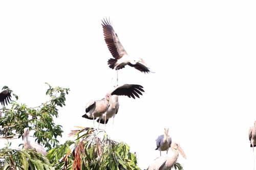 Quy hoạch phát triển du lịch để cứu 'tổ chim' hàng nghìn con