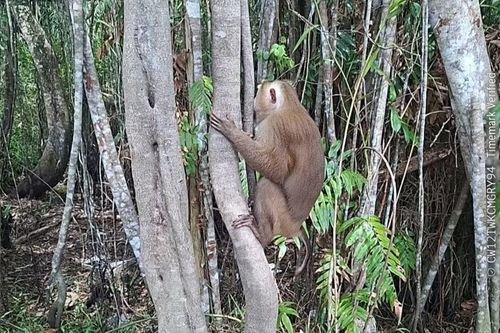 Đại náo nhà dân, 'Tôn Ngộ Không' nặng 15kg bị đặt bẫy đưa trở lại rừng