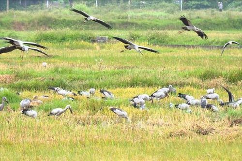 Ngày Quốc tế đa dạng sinh học: Cùng dệt 'mạng lưới sự sống'