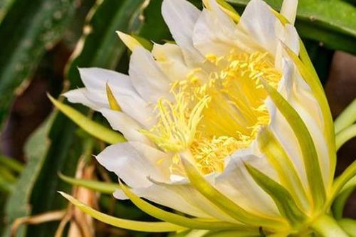 Đừng chỉ ăn quả, hoa loại cây này được dùng làm món ăn, vị thuốc 'quý' ít ai hay