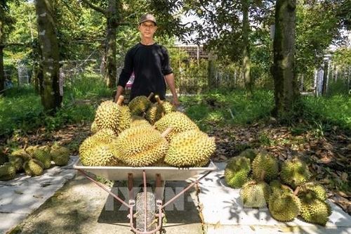 Gỡ 'nút thắt' kiểm nghiệm, giá sầu riêng Đồng Tháp bật tăng trở lại
