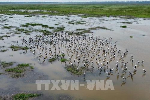 Hệ sinh thái đất ngập nước hơn 8.000ha tại Đồng Tháp