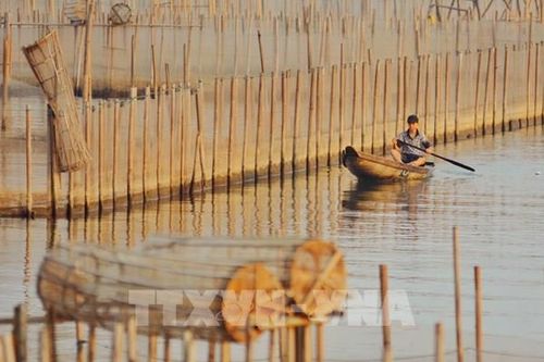 Huy động đầu tư xanh cho vùng đầm phá Tam Giang - Cầu Hai