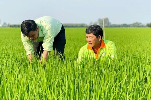 Lúa phát thải thấp giúp nông dân lãi lớn