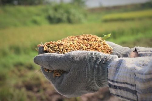 Carbon không phải 'đũa thần' cho nông nghiệp phát thải thấp
