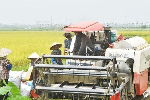 Mỗi xã, phường chọn 3-4 giống lúa chủ lực trong vụ mùa