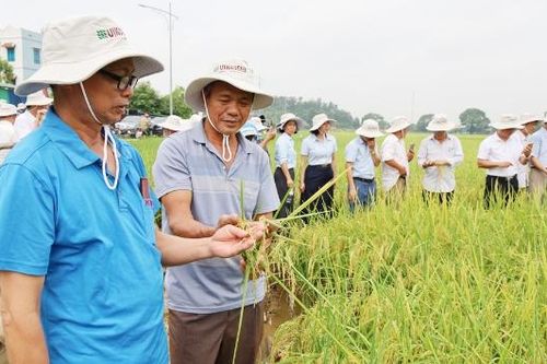 Giống lúa Ngọc Nương 9 năng suất đạt gần 68 tạ/ha