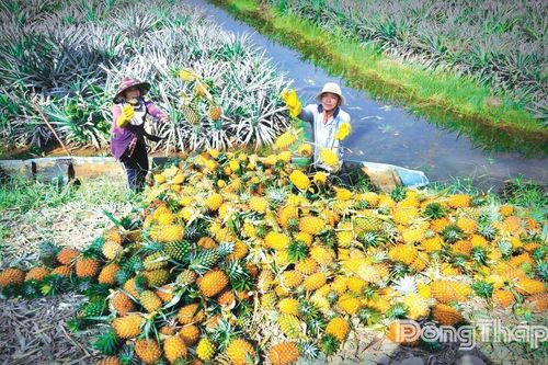 Từ đất phèn Đồng Tháp Mười đến khát vọng 'thủ phủ khóm sinh thái' của Việt Nam