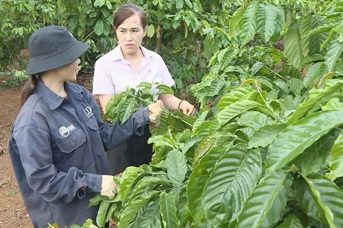 Nới vốn chính sách, nông dân thêm nguồn lực đầu tư sản xuất