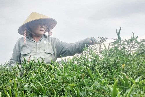 Bấp bênh giá nông sản