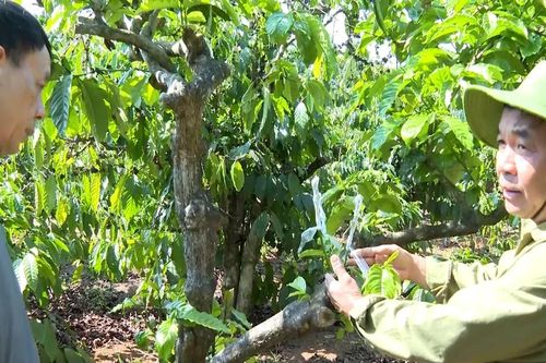 Canh tác thông minh, thu lợi tiền tỷ