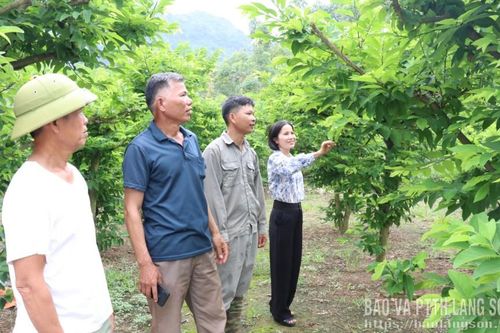 Sau lũ, đất lại xanh
