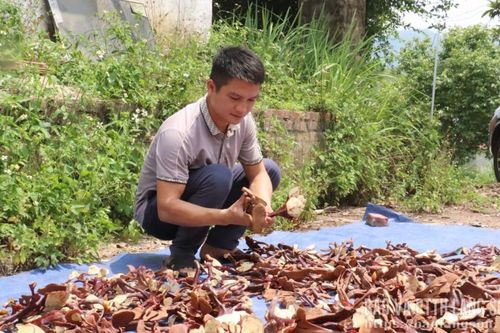 Nấm lim xanh mở sinh kế mới