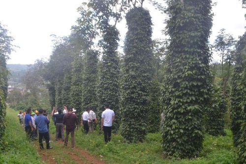 Nhân rộng chuỗi giá trị cây trồng chủ lực