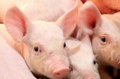 Giá heo hơi hôm nay 22/5: Thị trường ổn định, mức cao nhất 70.000 đồng/kg