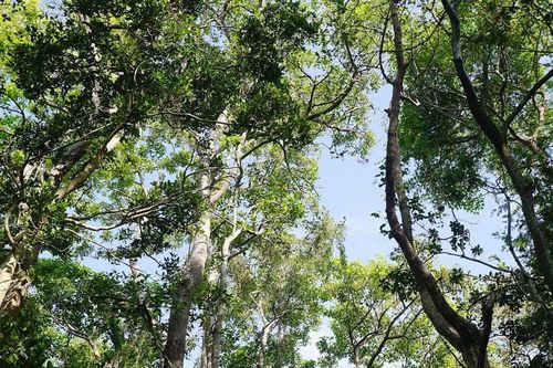 Lâm Đồng quyết tâm không để phát sinh 'điểm nóng' về lâm nghiệp