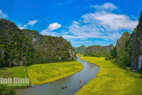 Cánh đồng Tam Cốc 2026: 'Thảm màu' rực rỡ trước ngày khai hội