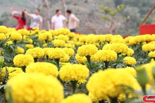 Mùa hạ về đất Sơn La