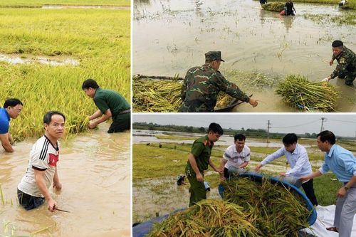 Phú Thọ: Lãnh đạo gần dân, sát dân kịp thời chỉ đạo cứu lúa chín bị ngập ở xã Hoàng An