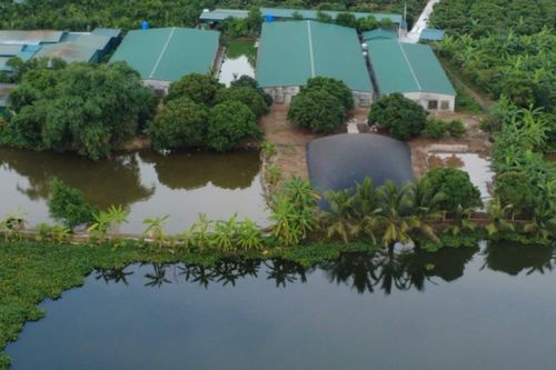 Hải Phòng: Nguy cơ ô nhiễm môi trường từ các trang trại lợn, chính quyền vào cuộc