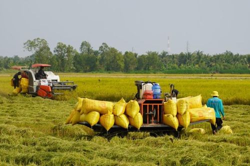 Lúa gạo phát thải thấp: HTX lo 'gánh' chi phí trước khi hái trái ngọt carbon