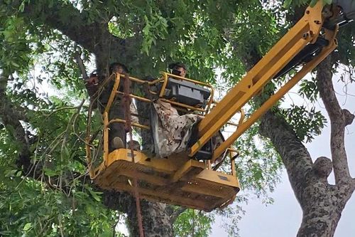 Hà Nội cắt tỉa hơn 35 nghìn cây xanh trước mùa mưa bão