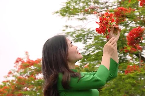 Hoa phượng vĩ gọi hè về