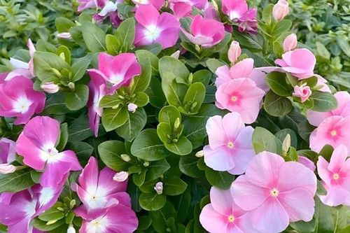 9 loài hoa 'không biết mệt': Trồng một lần, nở đẹp quanh năm