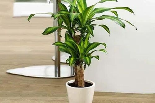 6 loại cây cảnh chiêu tài, trấn trạch: Người mới chơi cũng dễ chăm, càng trồng càng vượng nhà