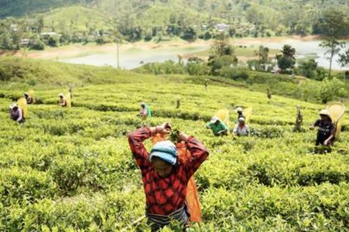 Xung đột Trung Đông khiến ngành công nghiệp chế biến trà của Sri Lanka chao đảo