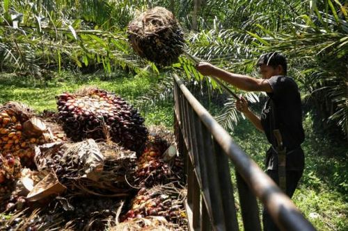 Indonesia siết kiểm soát xuất khẩu dầu cọ, dấy lên lo ngại cho ngành nông nghiệp toàn cầu