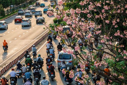 Kèn hồng bất ngờ nở rộ ở TP.HCM