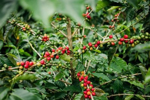 Những 'đôi bạn thân' trong đồn điền cà phê