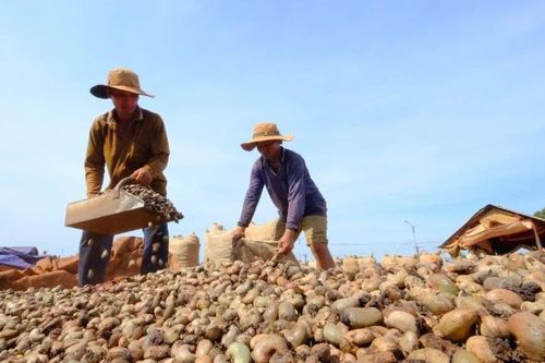 Hạt điều Việt Nam có mặt tại 112 quốc gia và vùng lãnh thổ