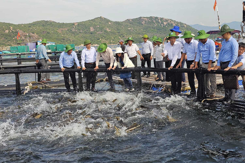 Mở hướng làm giàu từ nuôi biển xa bờ