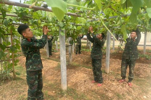 Trung đoàn 18 tăng tốc chuẩn bị Hội thi 'Tăng gia sản xuất, chế biến tập trung' năm 2026