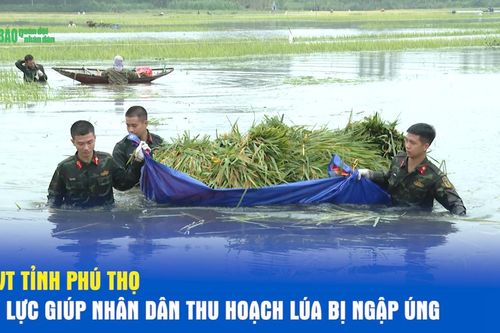 LLVT tỉnh Phú Thọ nỗ lực giúp nhân dân thu hoạch lúa bị ngập úng