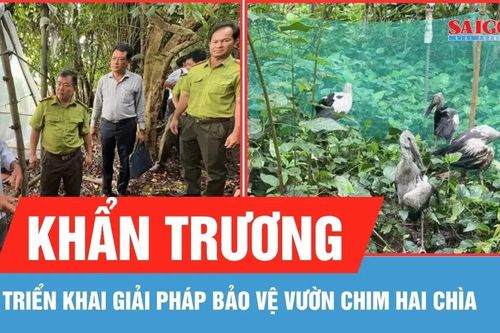 Vĩnh Long: Triển khai giải pháp bảo vệ vườn chim Hai Chìa