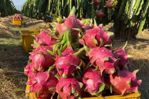 Thanh long bán tại vườn chỉ vài nghìn đồng/kg, nông dân 'đứng ngồi không yên'