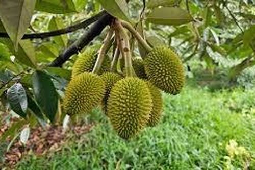 Thái Lan ứng dụng AI để nâng cao chất lượng sầu riêng xuất khẩu