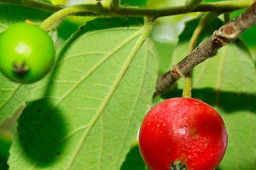 Loại cây bóng mát làm cảnh, ăn được từ quả tới lá