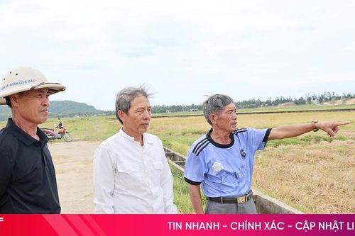 Vì sao gần 90% diện tích lúa hè thu ở Xuân Triều bị bỏ hoang?
