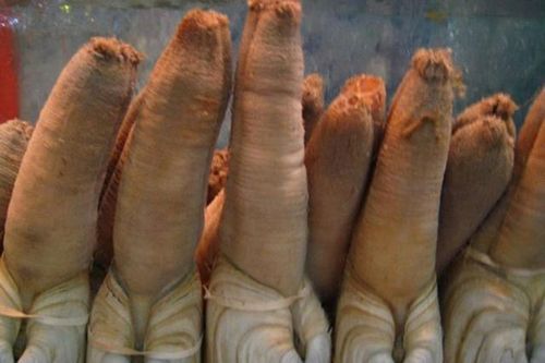 Loại đặc sản nhìn 'đỏ mặt' vì quá kỳ dị, giá 10 triệu/con vẫn có người mua