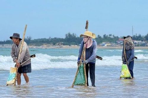 Nghề đi lùi trên bãi biển Quảng Ngãi