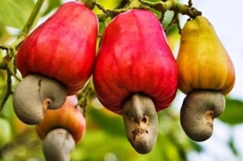 2 loại hạt được ví như 'máy sạc tự nhiên' cho não, hạt số 1 ở quê có nhiều nhưng ít ai hay